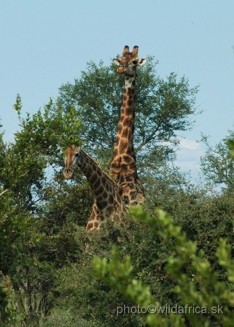 puku rsa 265.jpg - Southern or Cape Gifaffe (Giraffa camelopardalis giraffa) - mating photo after one hour of waiting.